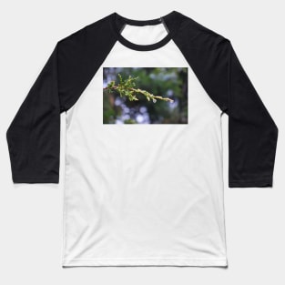 Water drops on pine tree Baseball T-Shirt